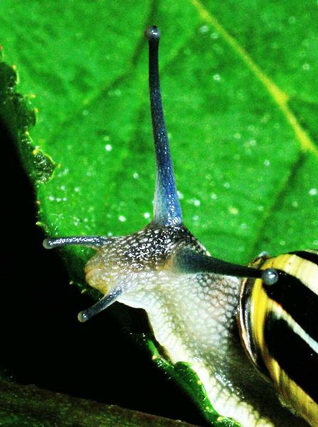 Photo of Cepaea nemoralis by Hans J. Koch